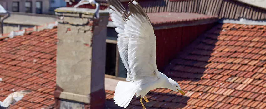 Residential Chimney Animal Removal Solution in North Massapequa, NY