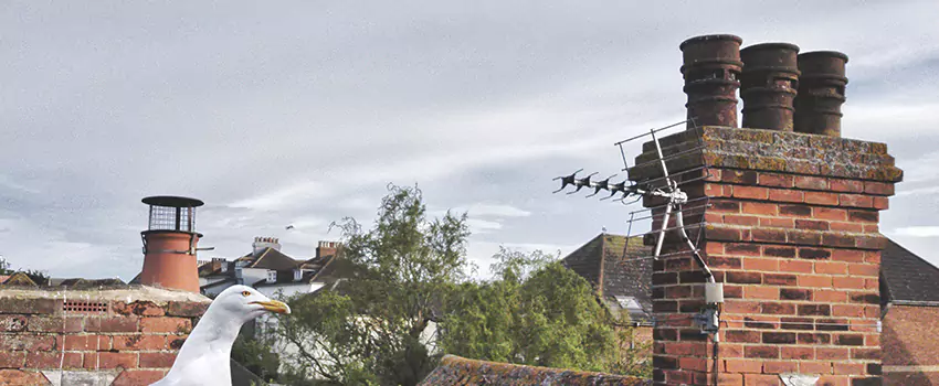 Chimney Cleaning And Restoration in North Massapequa, New York